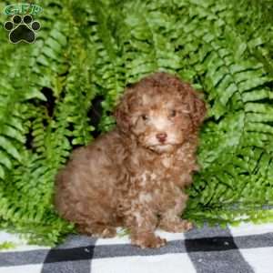 Pepsi, Toy Poodle Puppy