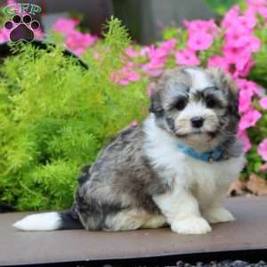 Pepsi, Havanese Puppy