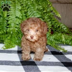 Pepsi, Toy Poodle Puppy