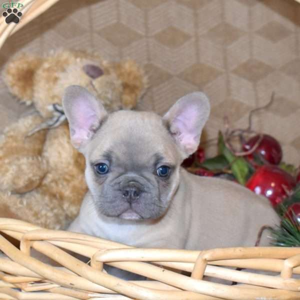Percy, French Bulldog Puppy