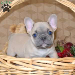 Percy, French Bulldog Puppy
