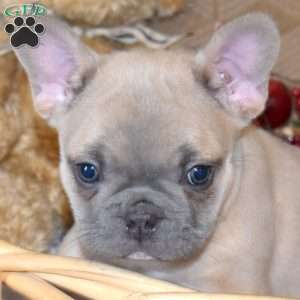 Percy, French Bulldog Puppy