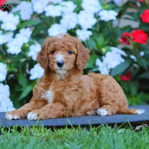 Petals, Goldendoodle Puppy