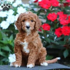 Petals, Goldendoodle Puppy