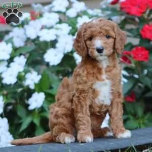 Petals, Goldendoodle Puppy