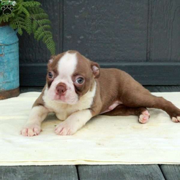 Pete, Boston Terrier Puppy