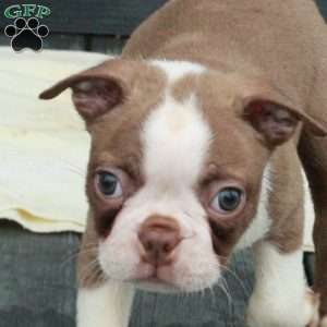 Pete, Boston Terrier Puppy