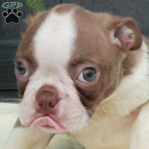 Pete, Boston Terrier Puppy