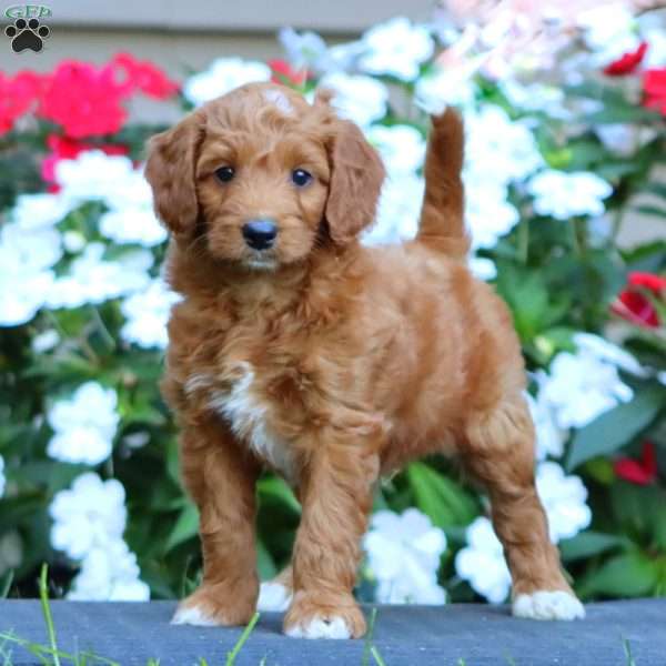 Pete, Goldendoodle Puppy