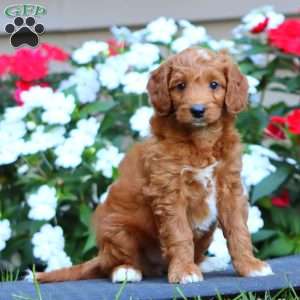 Pete, Goldendoodle Puppy