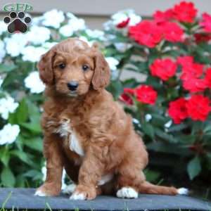 Pete, Goldendoodle Puppy
