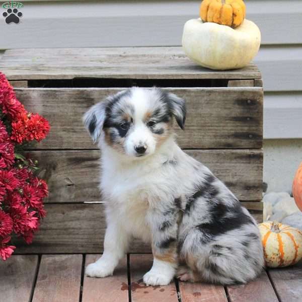 Petunia, Miniature Australian Shepherd Puppy