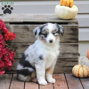 Petunia, Miniature Australian Shepherd Puppy