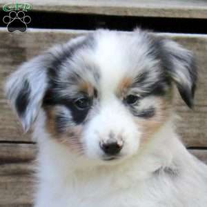 Petunia, Miniature Australian Shepherd Puppy