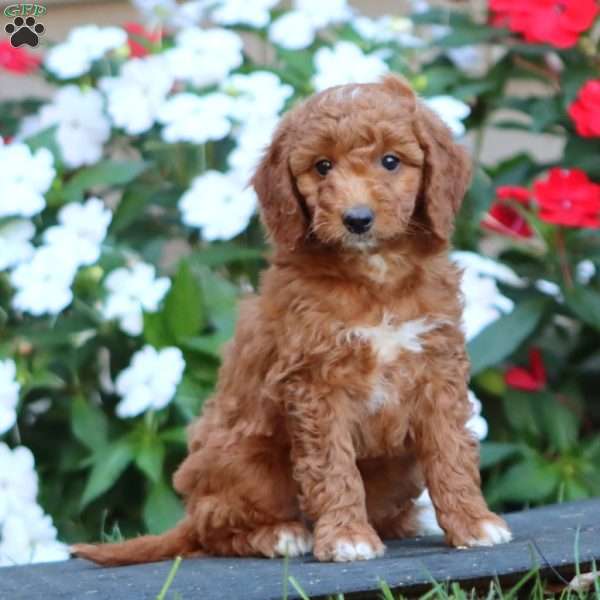Petunia, Goldendoodle Puppy