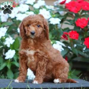 Petunia, Goldendoodle Puppy