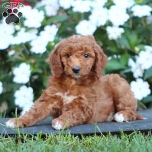 Petunia, Goldendoodle Puppy