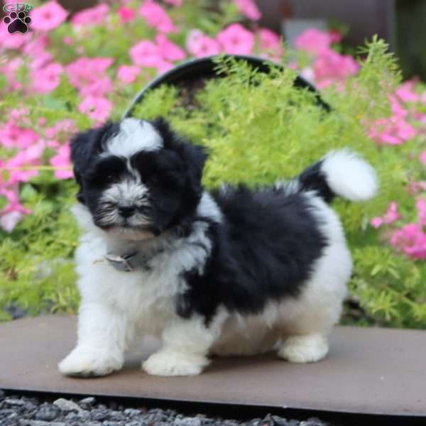 Peyton, Havanese Puppy
