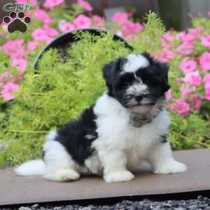 Peyton, Havanese Puppy