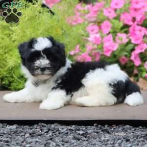 Peyton, Havanese Puppy