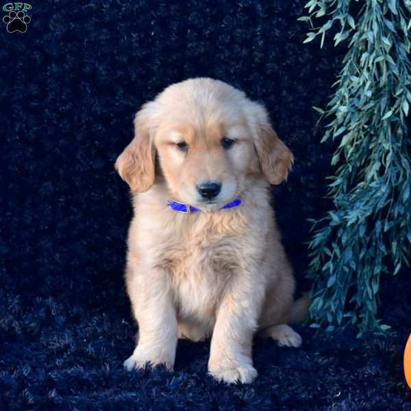 Phoenix, Golden Retriever Puppy