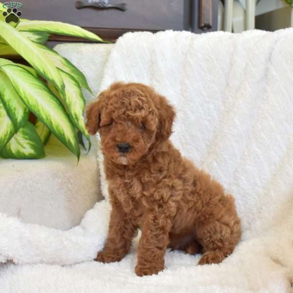 Phoenix, Miniature Poodle Mix Puppy