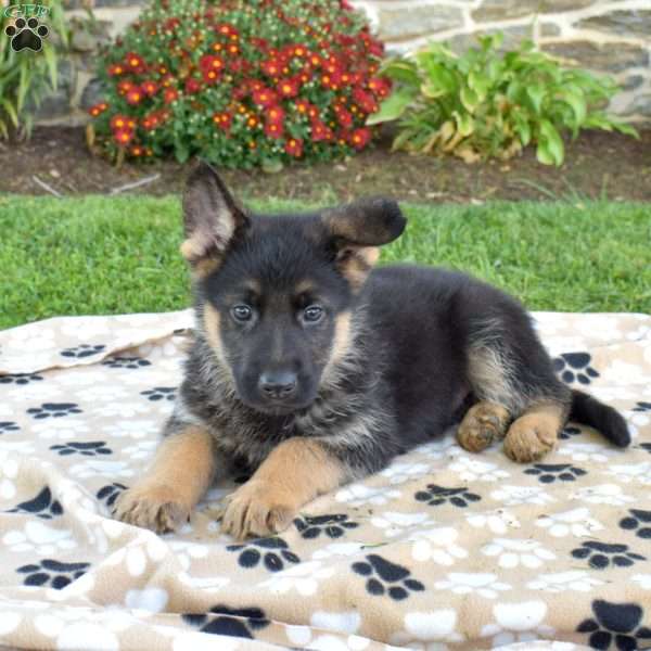 Phoenix, German Shepherd Puppy