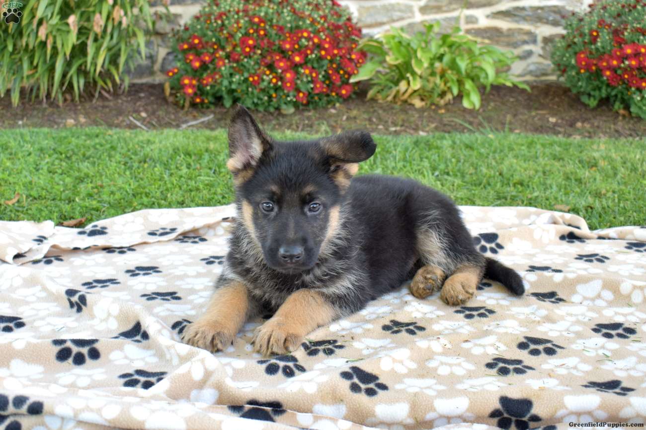 Phoenix (German Shepherd, Male) in Christiana, PA