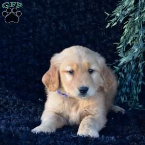 Phoenix, Golden Retriever Puppy