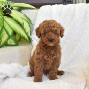 Phoenix, Miniature Poodle Mix Puppy