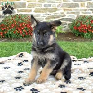 Phoenix, German Shepherd Puppy