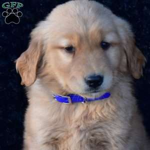 Phoenix, Golden Retriever Puppy