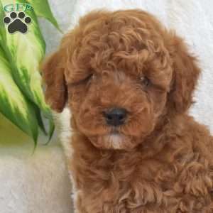 Phoenix, Miniature Poodle Mix Puppy