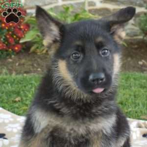 Phoenix, German Shepherd Puppy