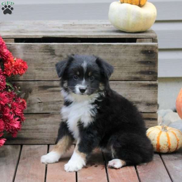 Pickles, Miniature Australian Shepherd Puppy