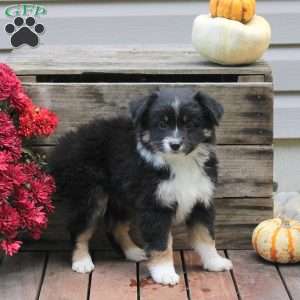 Pickles, Miniature Australian Shepherd Puppy