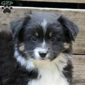 Pickles, Miniature Australian Shepherd Puppy