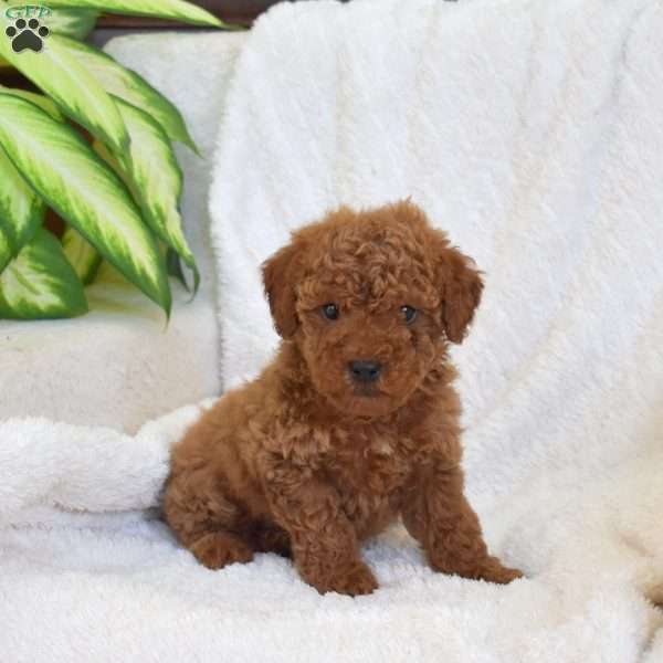 Pickles, Miniature Poodle Mix Puppy