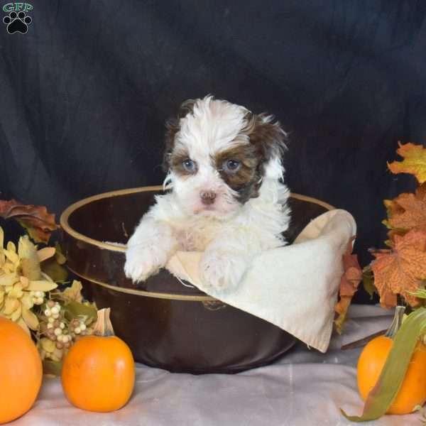 Pickles, Shih-Poo Puppy