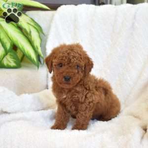 Pickles, Miniature Poodle Mix Puppy