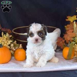 Pickles, Shih-Poo Puppy