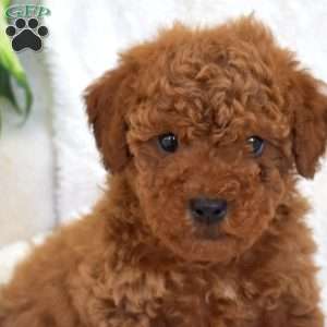 Pickles, Miniature Poodle Mix Puppy