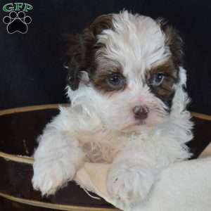 Pickles, Shih-Poo Puppy