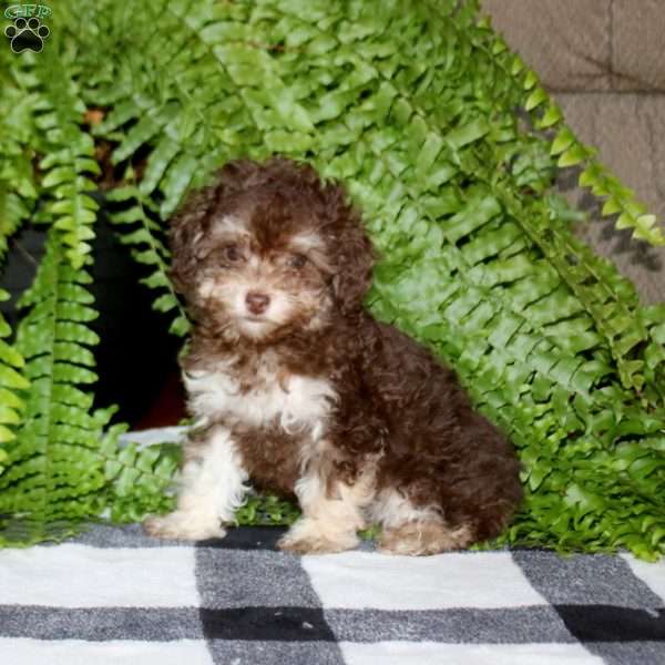 Pickles, Toy Poodle Puppy