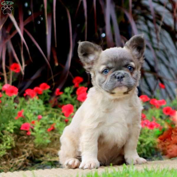Pickles – Longhaired, French Bulldog Puppy