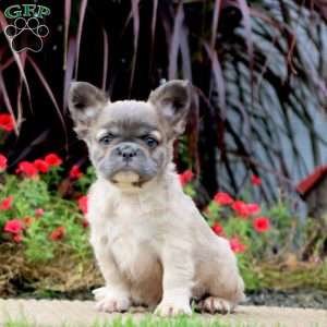 Pickles – Longhaired, French Bulldog Puppy