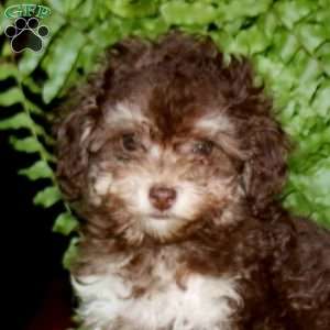 Pickles, Toy Poodle Puppy