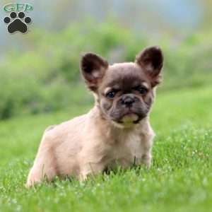 Pickles – Longhaired, French Bulldog Puppy