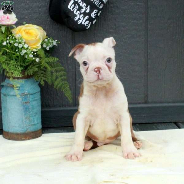 Pip, Boston Terrier Puppy