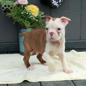 Pip, Boston Terrier Puppy